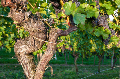 What Makes Old Vines Special?
