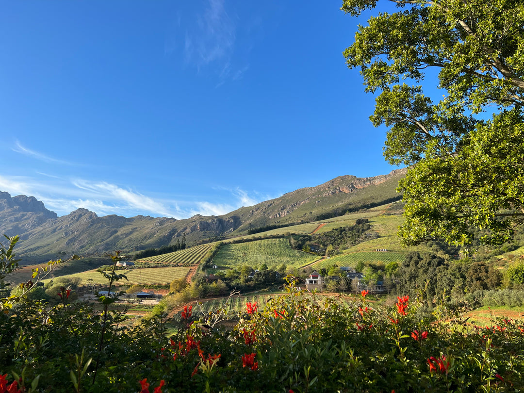 A Journey Through the Cape Winelands