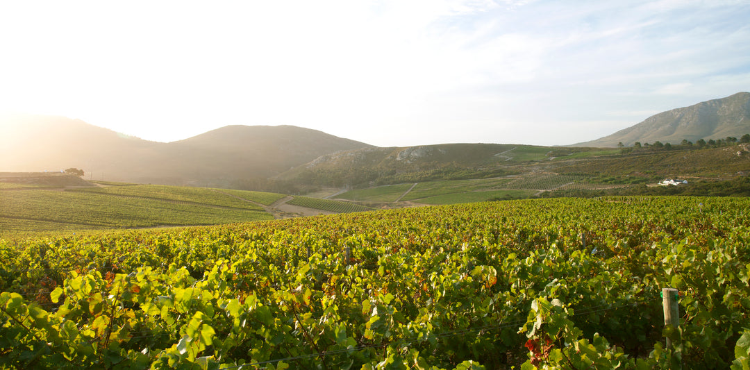 South African Wines Are Finally Getting Noticed