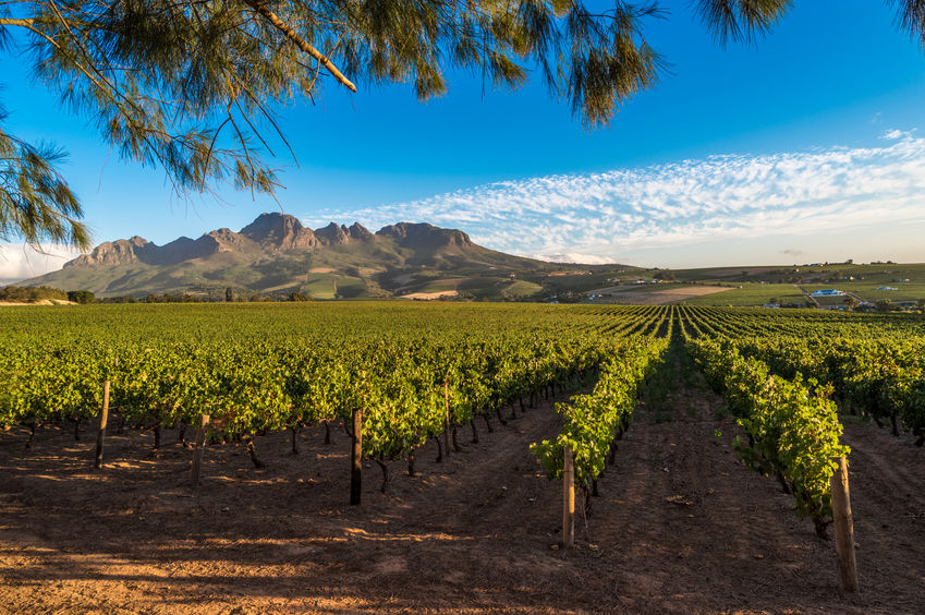 Winemaker Series