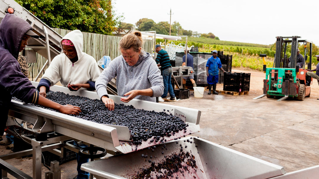 Catherine Marshall Wines