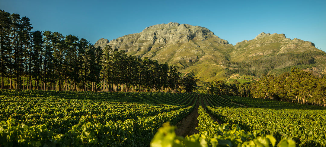 Best of Franschoek & Paarl