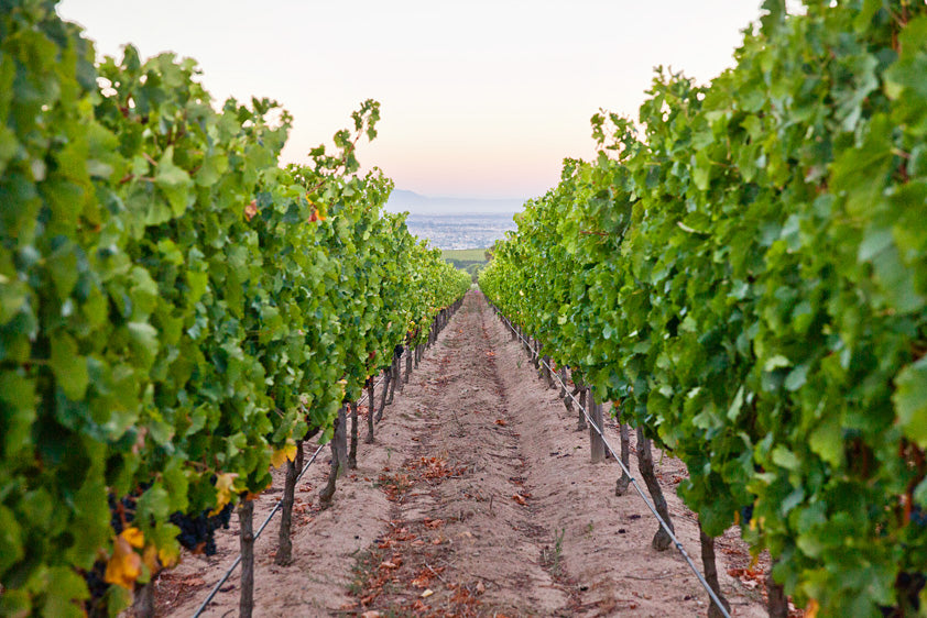 Organic Wine