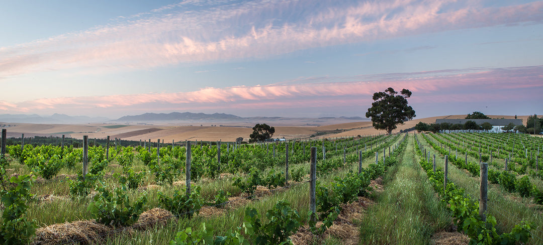 Best of Swartland