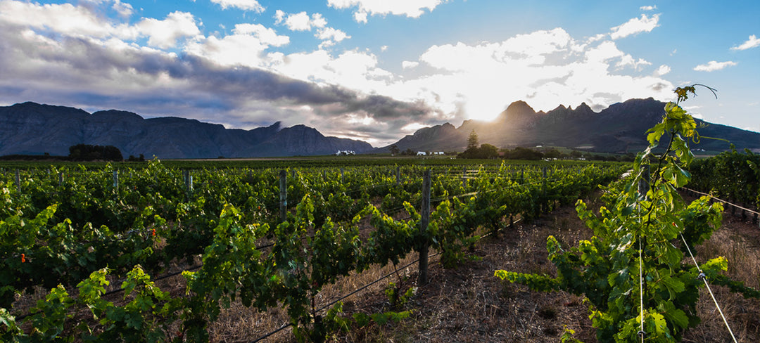 Best of Stellenbosch